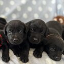 Purebred Labrador Retriever Puppies looking for forever homes -0