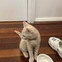 Cream Colour Male Kitten Ragdoll x  DSH 13 Weeks-2