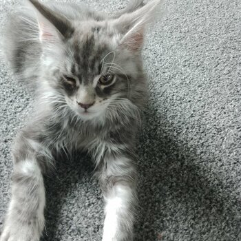  MAINE COON KITTENS AVAILABLE TO LEAVE NOW!!