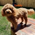 2 Red Toy Poodle Purebred Studs-1