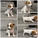 Jack Russell puppies -0