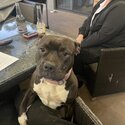 Family friendly American staffy  1 year old