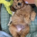 Cavoodle male stud available-5
