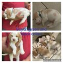 Gorgeous male beagle puppies for sale-1