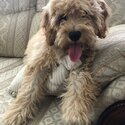 Cavoodle male stud available-1