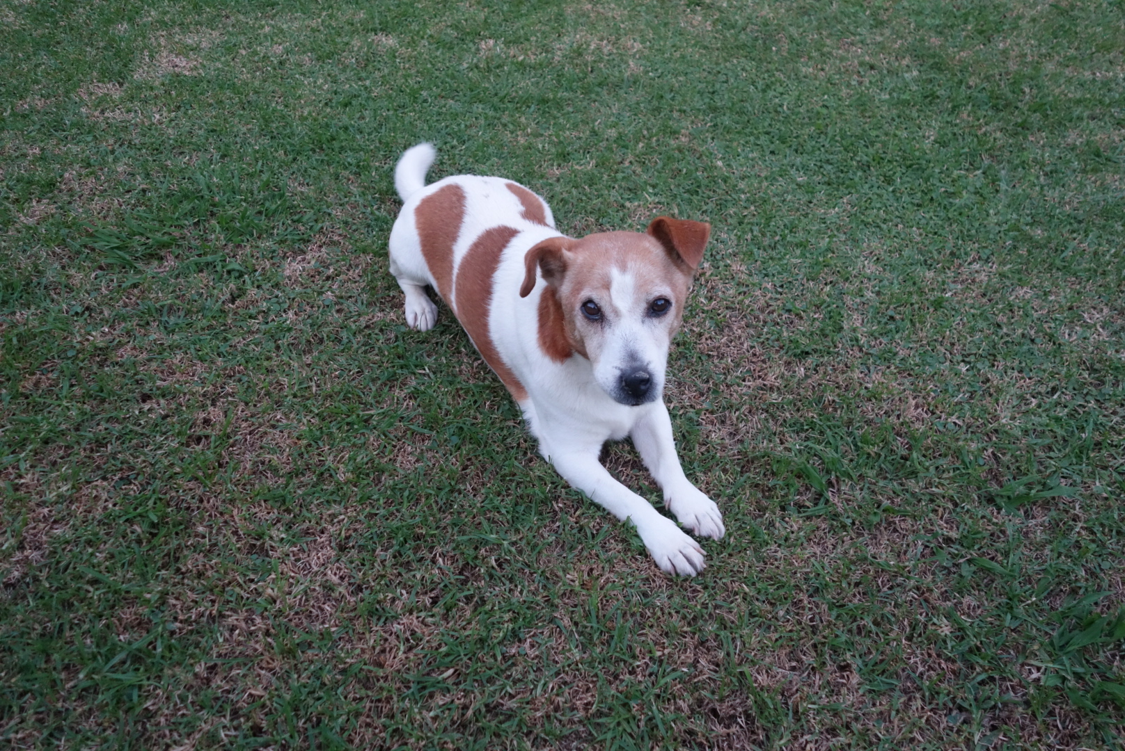 Full breed Jack russell 