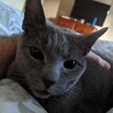 Russian Blue cat for new loving home-1
