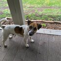 Jack Russel looking for love -3