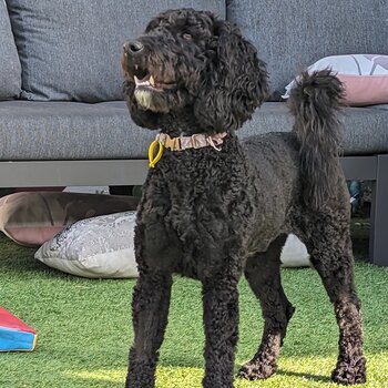 Beautiful Female Labradoodle - Molly 