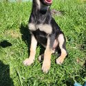 4 Generations, ethical bred German Shepherd Dog Puppies-2