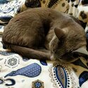 Russian Blue cat for new loving home-3