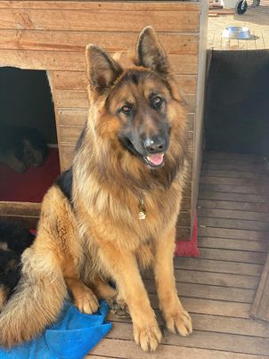 Gorgeous 3 Year Old Black & Tan Purebred German Shepherd Male available for Stud Hire