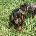 Miniature Dachshund puppies-5