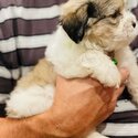 Stud Hire*  Shih Tzu x Maltese Male CALOUNDRA *For Stud Hire Only *-5