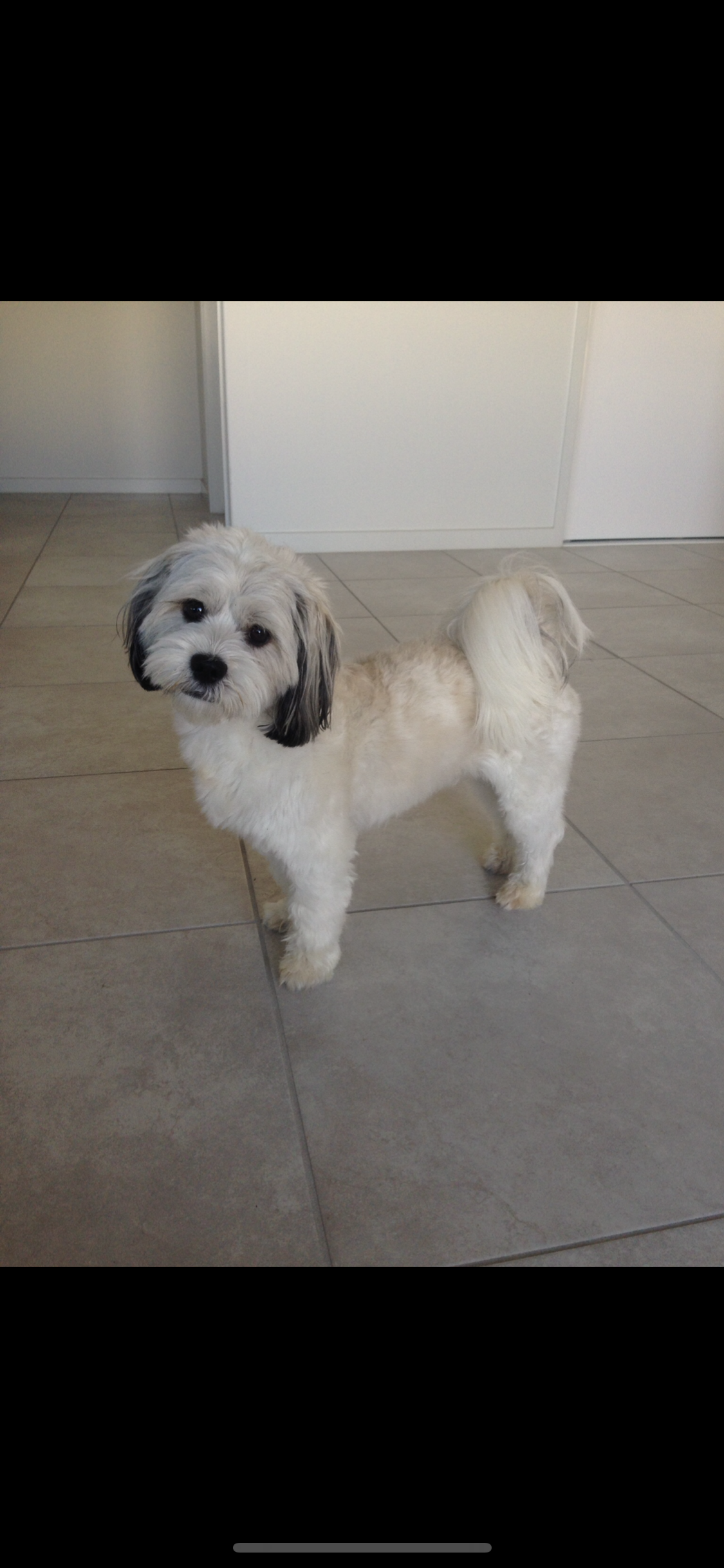 Stud Hire*  Shih Tzu x Maltese Male CALOUNDRA *For Stud Hire Only *-2