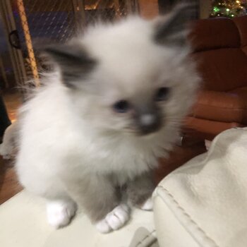 Ragdoll kittens looking for forever home