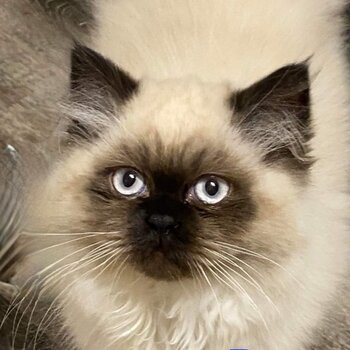 Pure Bred Himalayan Kittens 