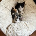 Three Beautiful Kittens looking for their Forever Home.-0