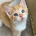 Rory, the delightful cinnamon/white kitten,-3