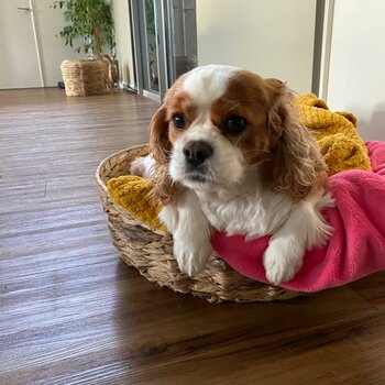 Cavalier king Charles Adult and Puppies  to a pet home 