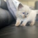 Purebred Ragdoll kittens available -5
