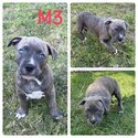 American staffordshire terrier blue staffy puppies