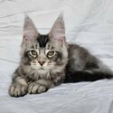 Trained Maine Coon Kittens male and female -2
