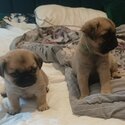 3 beautiful pug puppies 