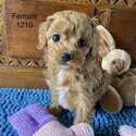 Affectionate cavoodle puppies F1B for adoption