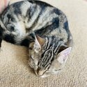 Domestic Cat Needs New Home -2
