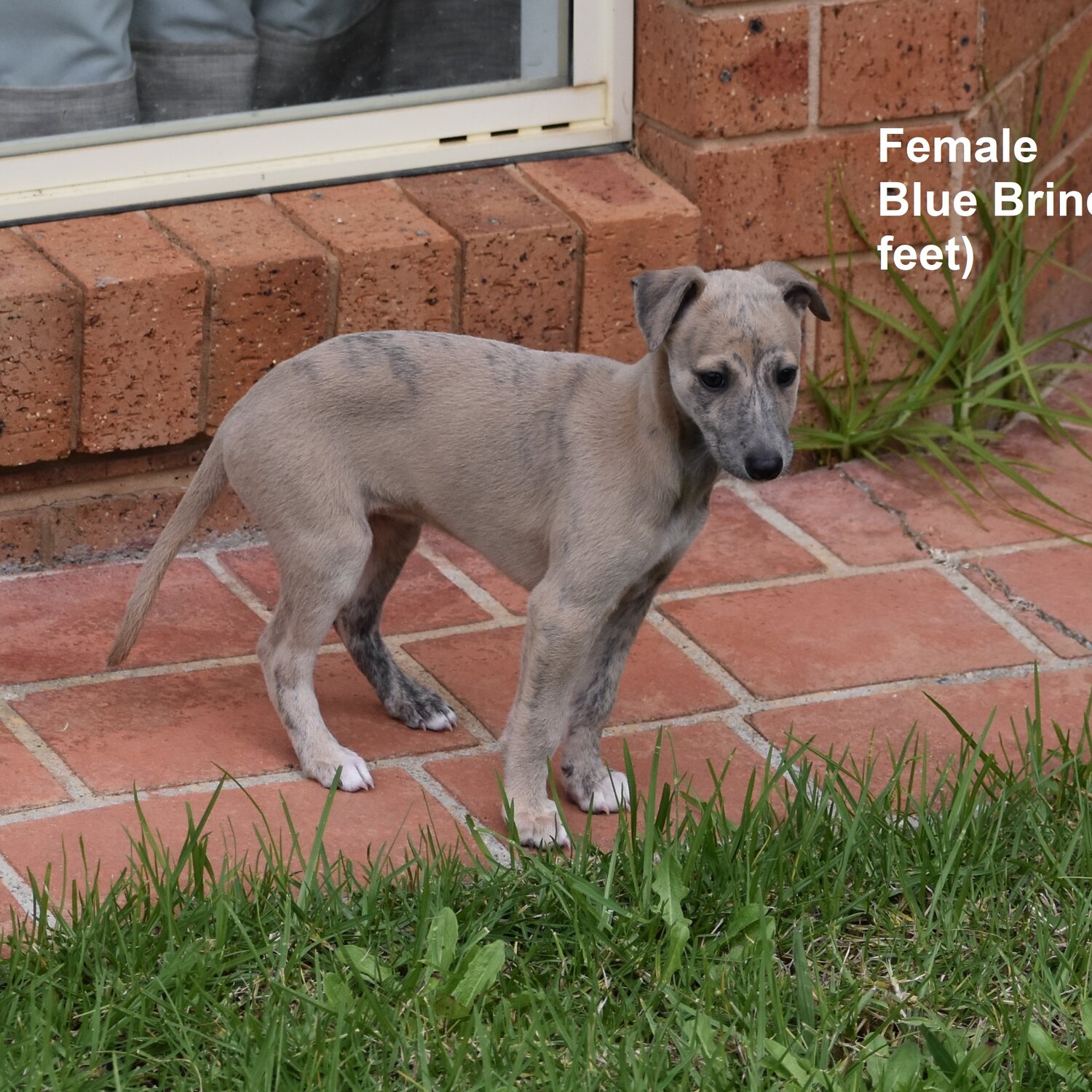 Healthy strong pure bred whippet puppies ready for forever home s 