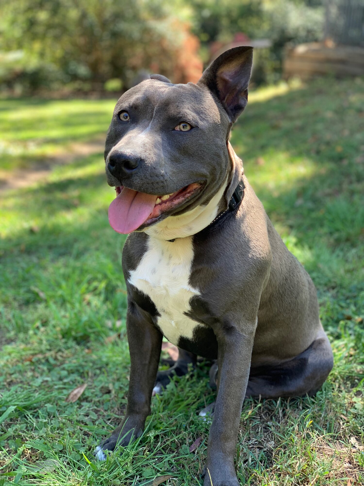 10-month old American Staffie