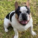French Bulldog MALE Puppy - 7 months - Not Desexed-1