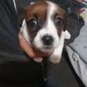 Jack Russell Puppies -3