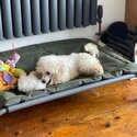 Poodle toy dog needs new home-0