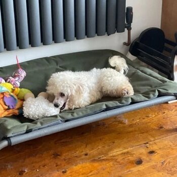 Poodle toy dog needs new home