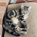 Domestic Cat Needs New Home -1