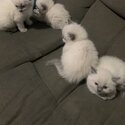 Gorgeous purebred ragdoll kittens ready now -3