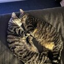 Cuddly brother and sister in need of new home.-3