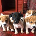 Jack Russell Terrier Boys and Girls