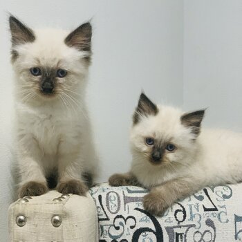 Gorgeous Pure Female Ragdoll kittens for sale!!