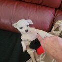 Chihuahua baby boy smooth coat -2