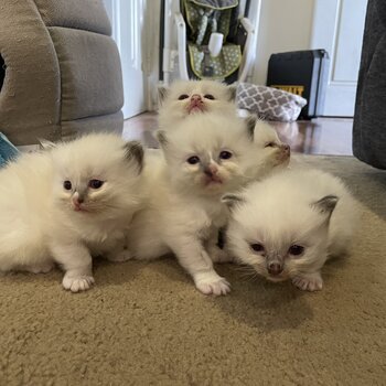 Purebred Ragdoll kittens