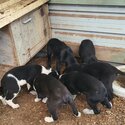 Border Collie x Kelpie puppies - Price reduced for THIS WEEKEND ONLY-2