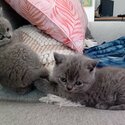 Purebred British Shorthair Kittens-0