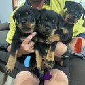 Pruebred Rottweiler puppies