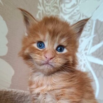 lovely Maine coon kittens for sale