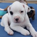 Boxer Puppies ONLY 1 BOY LEFT-0