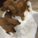 Dachshund puppies -5