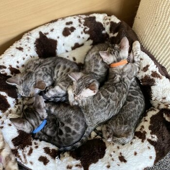  High-Quality Bengal Kittens